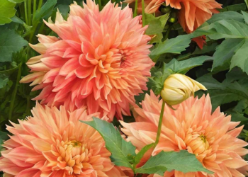 У Ботанічному саду у Львові відбудеться виставка жоржин