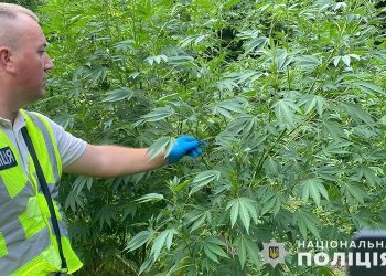 Жителька Коропецької громади вирощувала коноплю | Терміново новини Тернополя