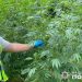 Жителька Коропецької громади вирощувала коноплю | Терміново новини Тернополя