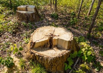 На Уманщині чоловік самовільно зрізав дерева у лісопосадці — Новости Черкасс