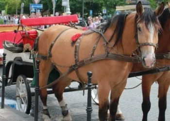 Петиція про заборону кінних карет у Львові не набрала голосів