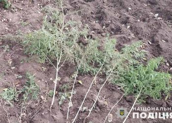 Тернополянин вирощував коноплю серед кущів малини
