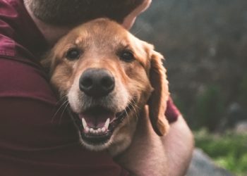 У Києві проводять реабілітацію військових за допомогою собак