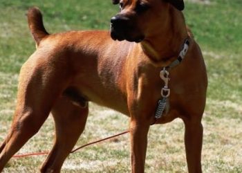 У Львові собака студентки покусав перехожого: власницю пса оштрафували