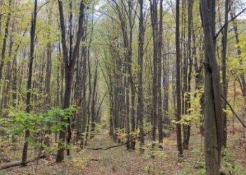 У рамках проєкту «Холодний Яр: шляхом хоробрих» за підтримки Українського культурного фонду буде облаштований вело маршрут — Новости Черкасс