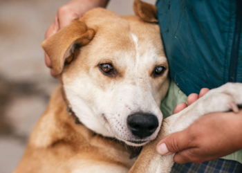 «Домівка врятованих тварин» запустила ініціативу, яка допоможе звести дім для собак