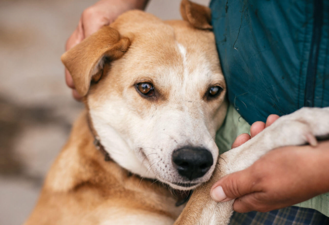 фото умовне