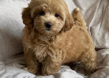 Львів’янина оштрафували на 5 тис. грн за побиття мальтіпу в під’їзді