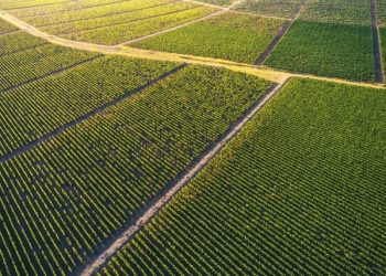 На Львівщині повернули громаді понад 35 гектарів землі, за яку не сплачували оренду