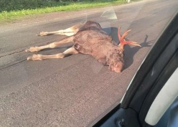 На Львівщині суд виправдав водія, який збив на трасі лося — Львівщіна