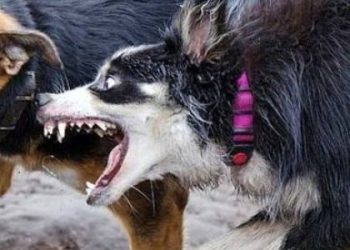 У Львові ветклінікам заборонили приймати невакцинованих тварин — Львівщіна