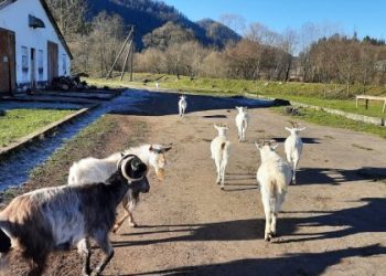 Власника ферми на Львівщині засудили за експлуатацію роботи переселенців — Львівщіна