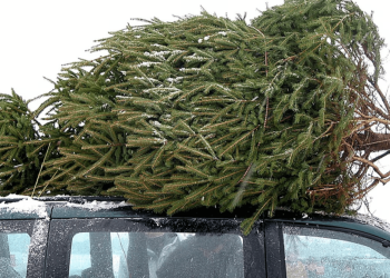 Як перевезти ялинку у машині: головні правила безпеки та уникнення штрафів | АВТО НОВИНИ |