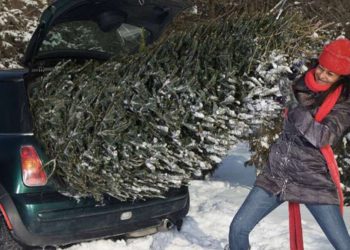 Перевезення ялинки в авто: які найпоширеніші помилки роблять водії | АВТО НОВИНИ |