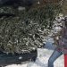 Перевезення ялинки в авто: які найпоширеніші помилки роблять водії | АВТО НОВИНИ |