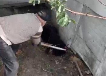 Жорстоке вбивство собаки: 84-річному львів’янину повідомили про підозру — Львівщіна