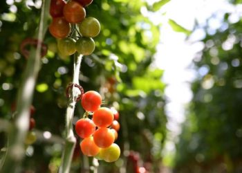 Черкащина збільшує експорт продукції агропромислового комплексу — Новости Черкасс