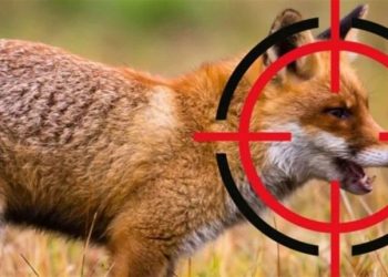 На Тернопільщині скандал через відстріл диких тварин