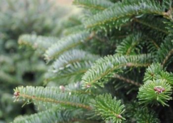 Суд оштрафував злодія за крадіжку ялинки та туї у Сокільниках — Львівщіна