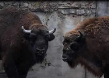 У Черкаському міському зоопарку з’явилися нові мешканці — Новости Черкасс