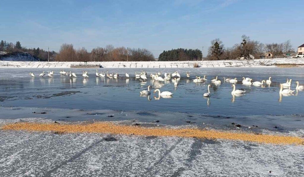 лебеді на озері на Звенигородщині узимку