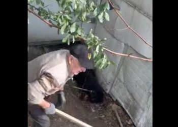 Львів’янин уник в’язниці за жорстоке вбивство собаки палицею — LVIV.MEDIA