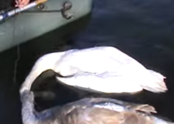 На Львівщині у загиблого в Західному Бузі лебедя виявили пташиний грип — Львівщіна