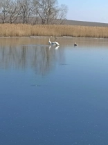 Порятунок лебедів / Дар