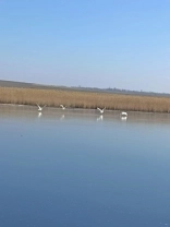 Порятунок лебедів / Дар