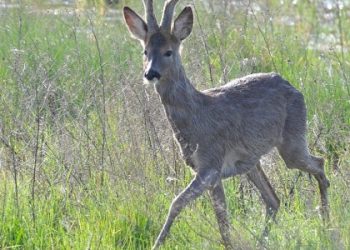 Суд на Львівщині стягнув 32 тис. грн з мисливця за впольовану козулю — Львівщіна