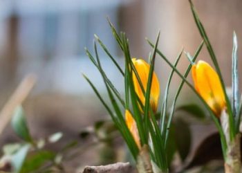 У понеділок на Львівщині прогнозують до 8 градусів тепла — Львівщіна