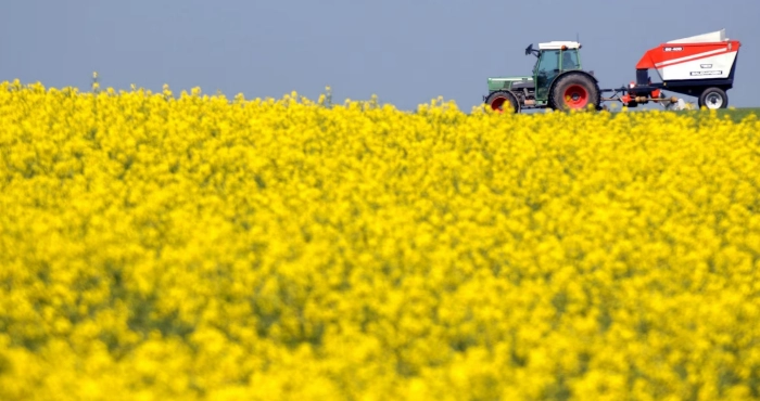 Ріпакове поле / epa