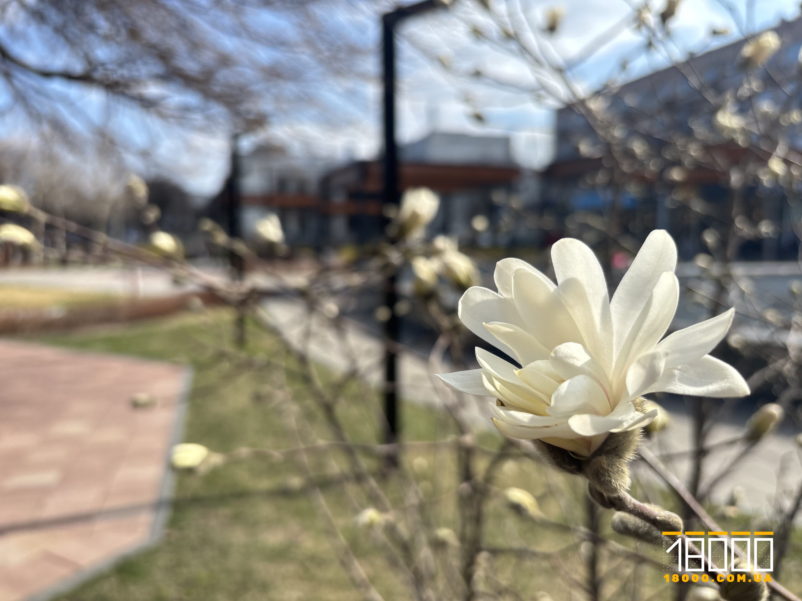 Квітка магнолії 