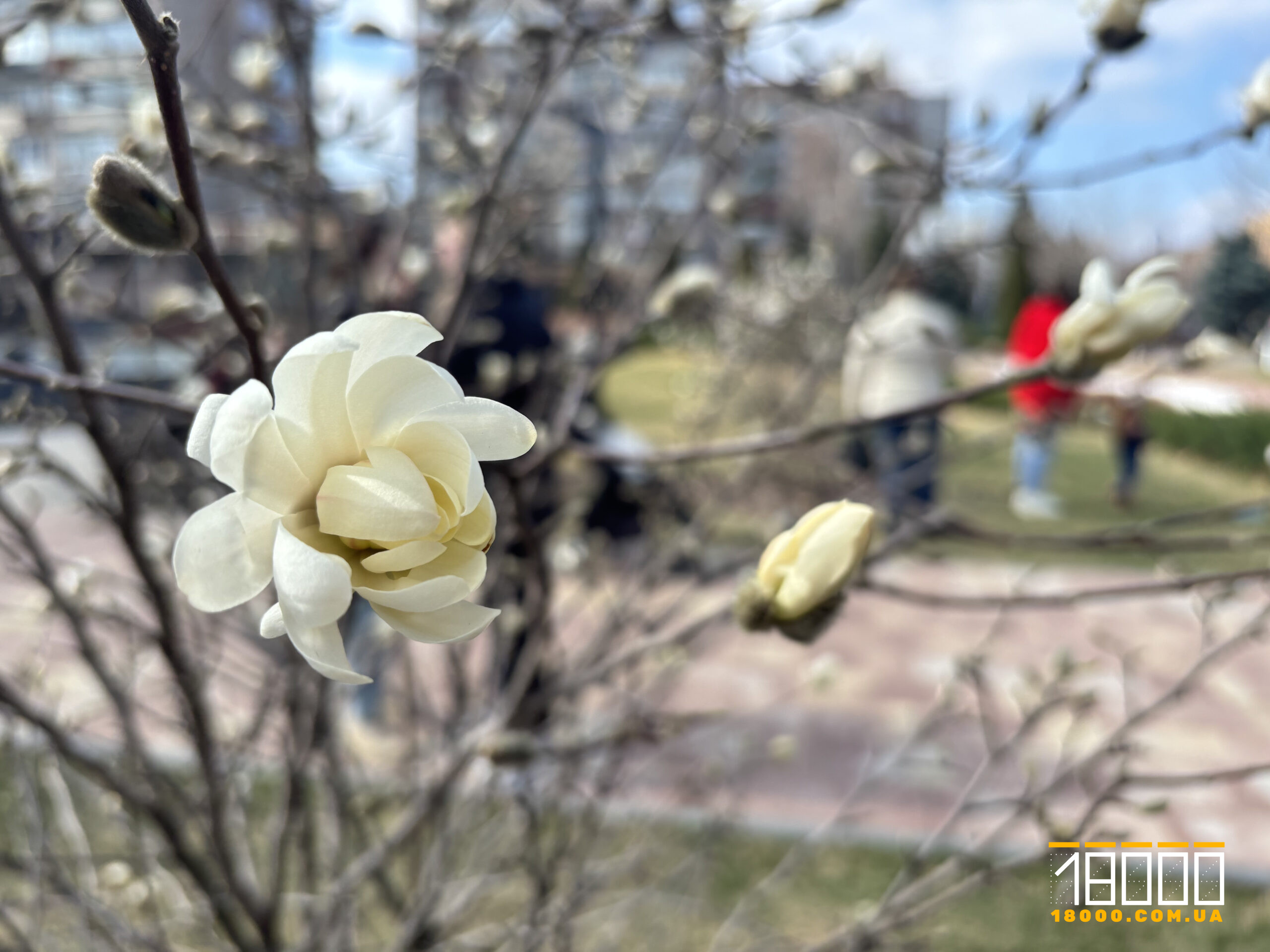 Магнолія в Черкасах 