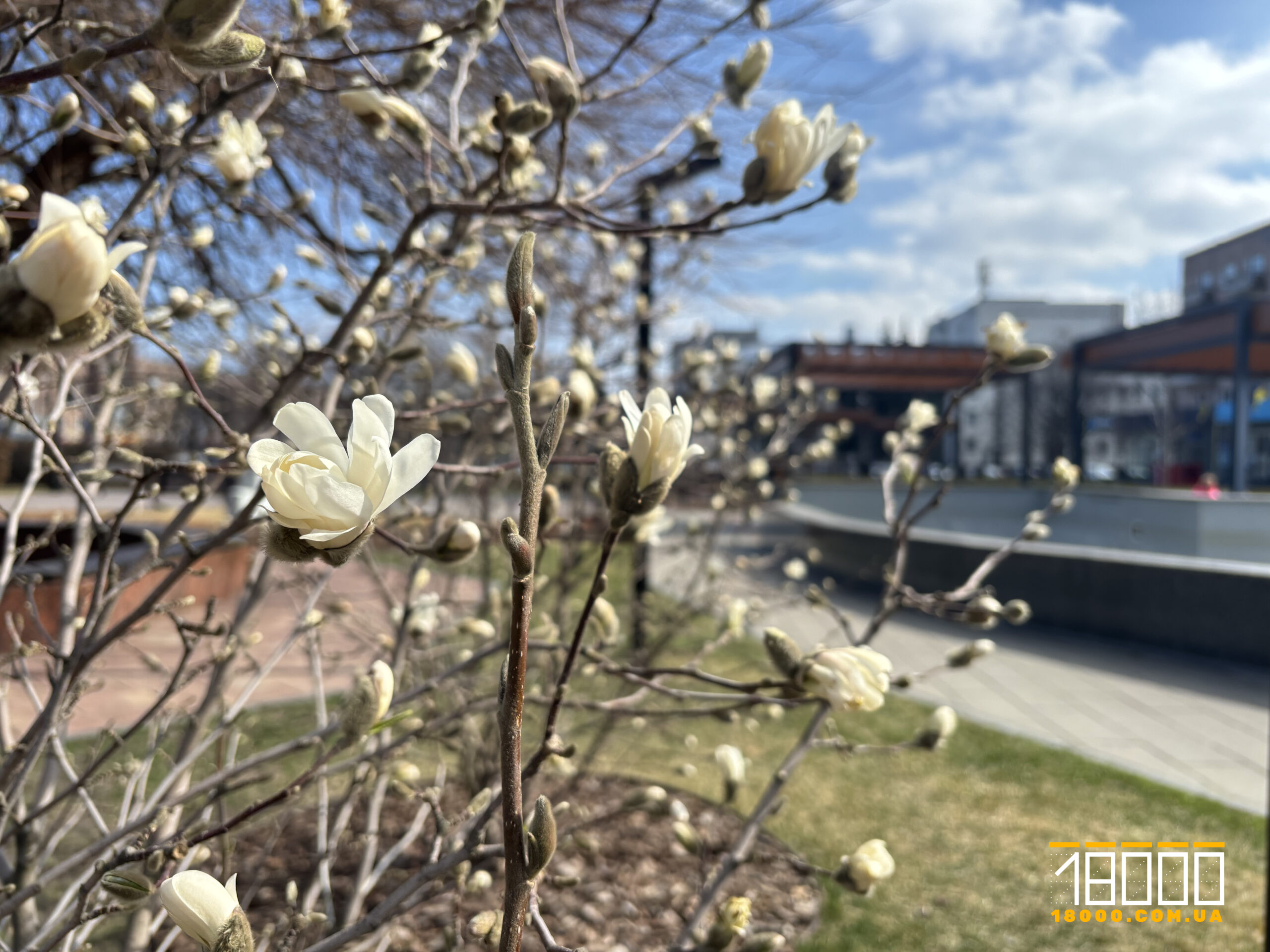 Дерево магнолії 