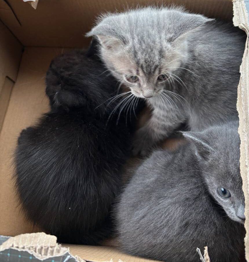 кошенята у коробці