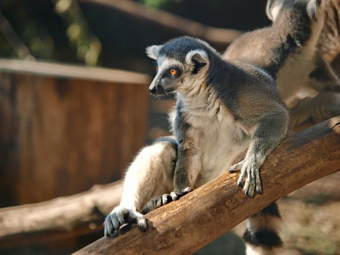 Фото: zoocity.ck.ua