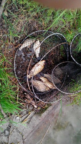 Фото: Держекоінспекція