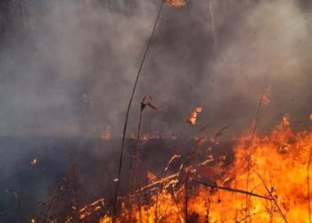 На Львівщині за одну добу згоріло понад 17 га сухої трави — Львівщіна