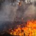 На Львівщині за одну добу згоріло понад 17 га сухої трави — Львівщіна