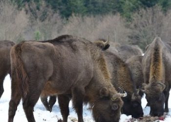 Олені, зубри, козулі і кабани: на Львівщині побільшало диких тварин — Львівщіна