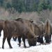 Олені, зубри, козулі і кабани: на Львівщині побільшало диких тварин — Львівщіна