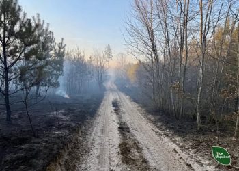 Пожежонебезпечний період: на Черкащині з початку року зафіксували 6 лісових пожеж — Новости Черкасс