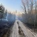 Пожежонебезпечний період: на Черкащині з початку року зафіксували 6 лісових пожеж — Новости Черкасс