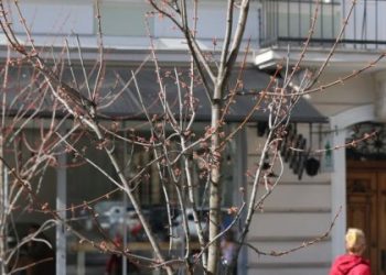 У Львові висадять понад 500 дерев та кущів за гроші мешканців — LVIV.MEDIA