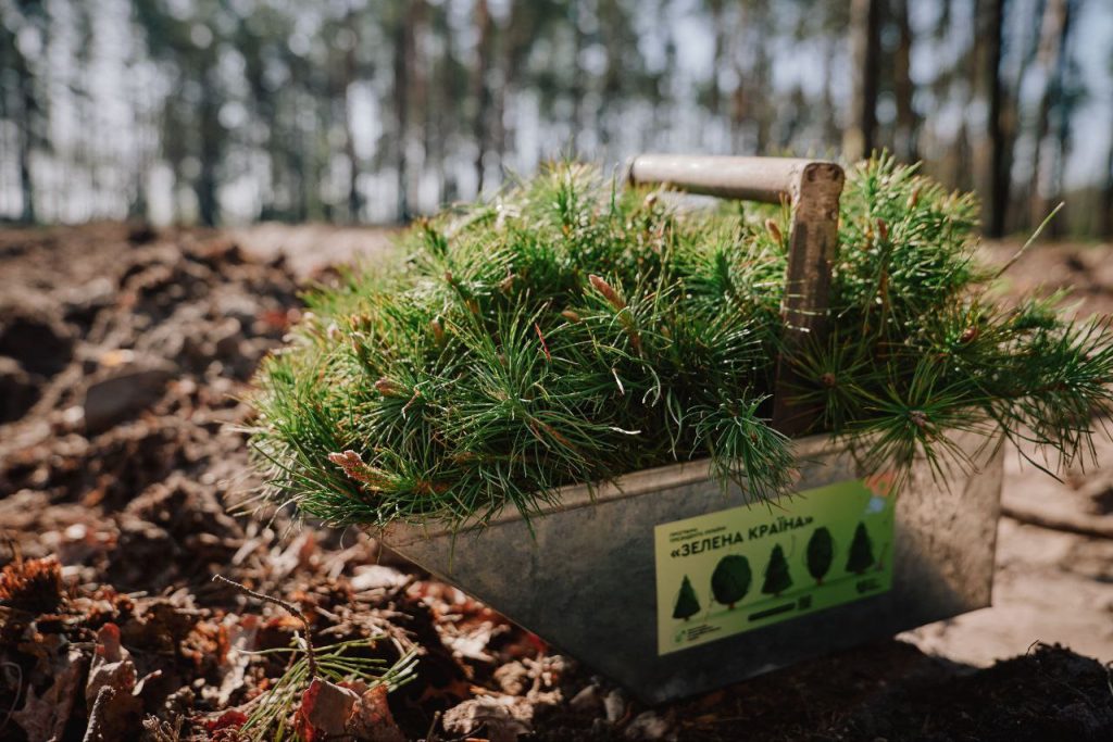 саджанці сосен