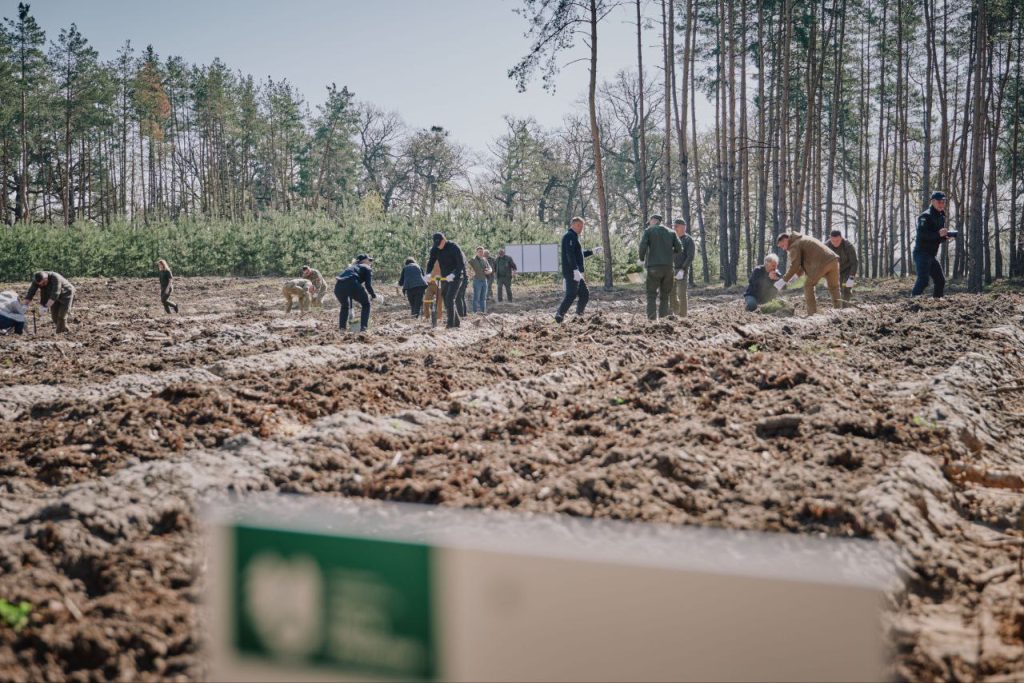 висаджування нового лісу