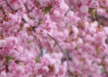 Біля львівської школи висадять сакури в честь Ірини Фаріон — Львівщіна