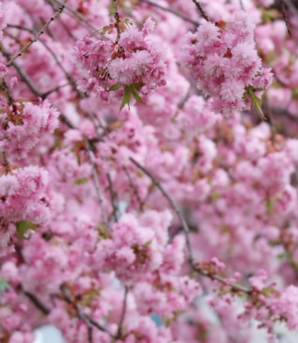 Біля львівської школи висадять сакури в честь Ірини Фаріон