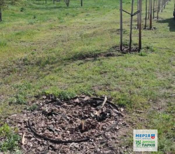 місце, де бло зламане дерево